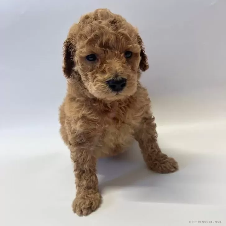 ID:2501-06622の子犬