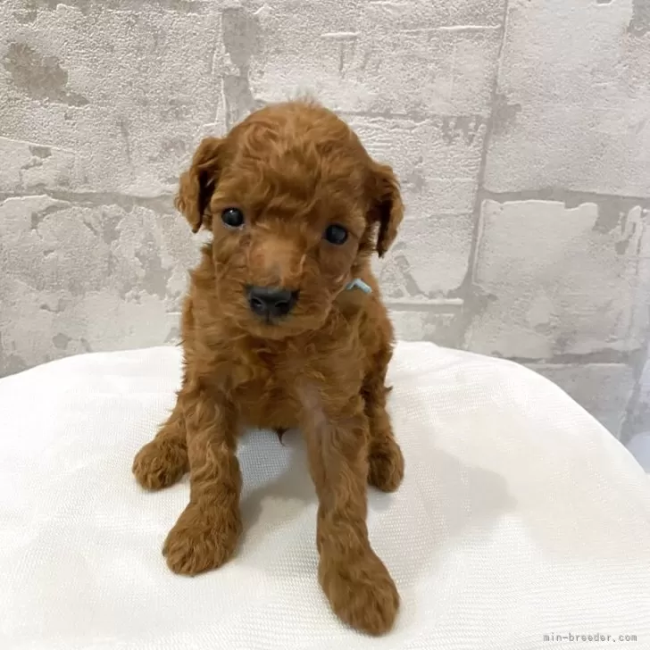 ID：2511-00208の子犬