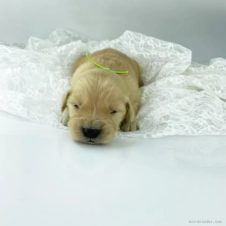 ID：2412-06191の子犬