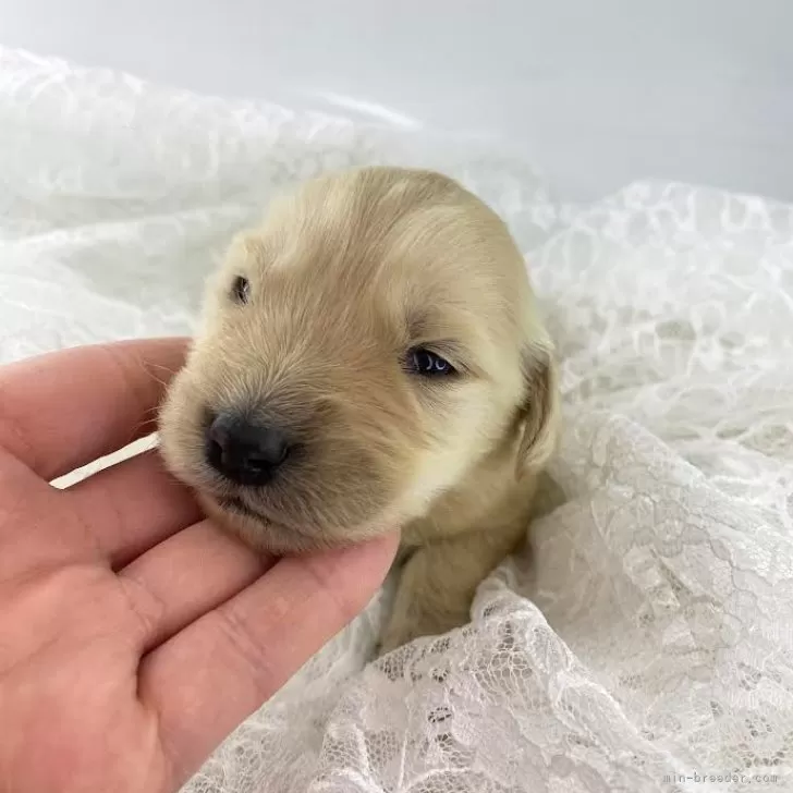 ID：2412-06193の子犬
