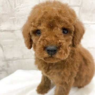 ミディアムプードル【群馬県・女の子・2025年10月7日・レッド】の写真「人気★希少なレッドミディアム♪」