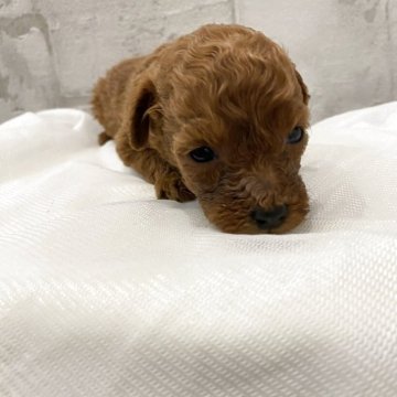 ミニチュアプードル【群馬県・男の子・2025年11月13日・レッド】の写真「人気★希少濃いレッド★青R」