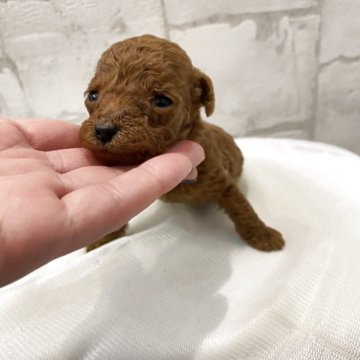 ミニチュアプードル【群馬県・男の子・2025年11月13日・レッド】の写真「人気★希少濃いレッド★」