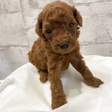 ミニチュアプードル【群馬県・女の子・2025年9月27日・レッド】の写真「おっとりさんな女の子♡」