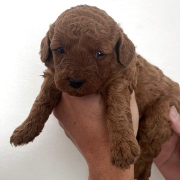 ミディアムプードル【群馬県・男の子・2025年8月24日・レッド】の写真「人気★希少なレッドミディアム♪青R」