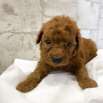 ミニチュアプードル【群馬県・女の子・2025年9月27日・レッド】の写真「おっとりさんな女の子♡」