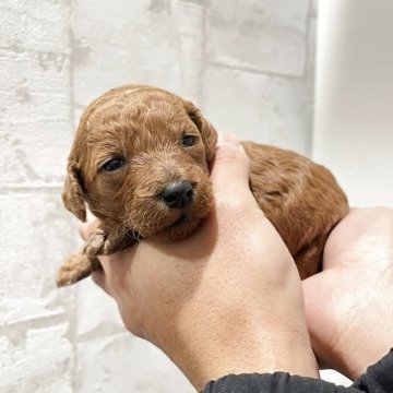 ミディアムプードル【群馬県・女の子・2025年11月1日・レッド】の写真「濃いレッド★大きめミディアム♪」