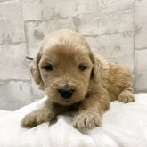 ゴールデンドゥードル(ゴールデンレトリバー×プードル)