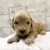 ゴールデンドゥードル(ゴールデンレトリバー×プードル)【群馬県・男の子・2025年10月28日・クリアゴールド】の写真1