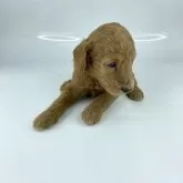ミディアムプードル