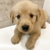 ゴールデンレトリバー