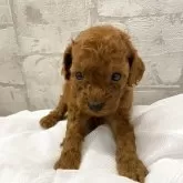 ミニチュアプードル