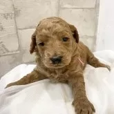 ミディアムプードル【群馬県・男の子・2025年11月29日・レッド・フォーン】の写真1「撮影時、生後25日時点1010ｇ」