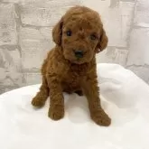 ミディアムプードル