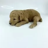 ミディアムプードル