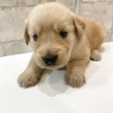 ゴールデンレトリバー