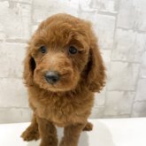 ミディアムプードル