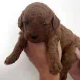 ミディアムプードル