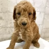 ミディアムプードル