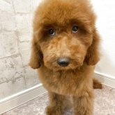ミディアムプードル