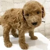 ミディアムプードル