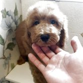 ミディアムプードル