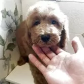 ミディアムプードル
