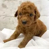 ミニチュアプードル【群馬県・女の子・2025年9月27日・レッド】の写真2