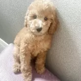 ミディアムプードル【群馬県・女の子・2025年6月15日・レッド】の写真3