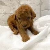 ミニチュアプードル【群馬県・女の子・2025年9月27日・レッド】の写真3