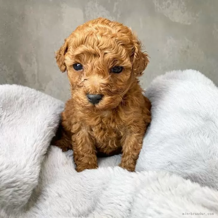 ID:2404-02467の子犬