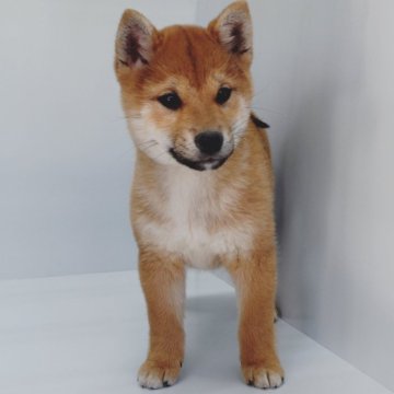柴犬(標準サイズ)【兵庫県・女の子・2024年9月30日・赤】の写真「ドッグショー用 　来夢号直子」