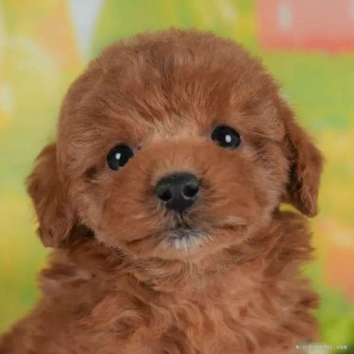 トイプードル(トイ)【群馬県・女の子・2026年1月30日・レッド】の写真1「🎊新規オープンキャンペーン開催中🎊群馬でわんちゃんをお迎えするなら今がおすすめ✨」