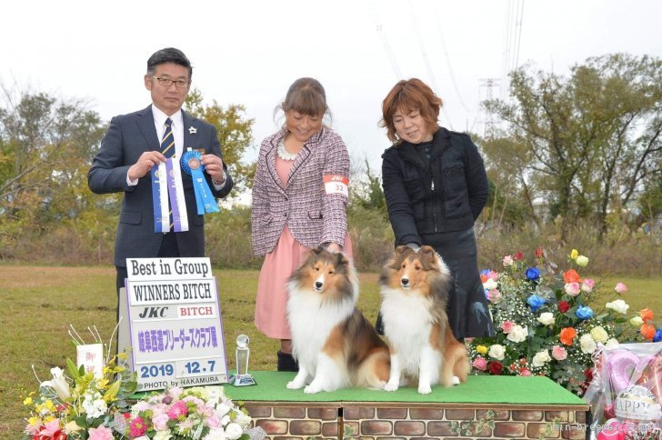 横井　由美子(よこい　ゆみこ)ブリーダー(大阪府・シェットランドシープドッグ・JKC登録)の紹介写真1