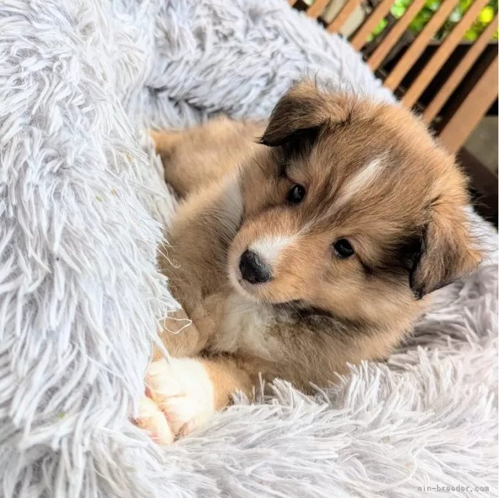 ID:2406-04287の子犬