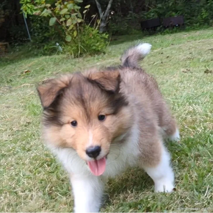 ID:2308-04731の子犬