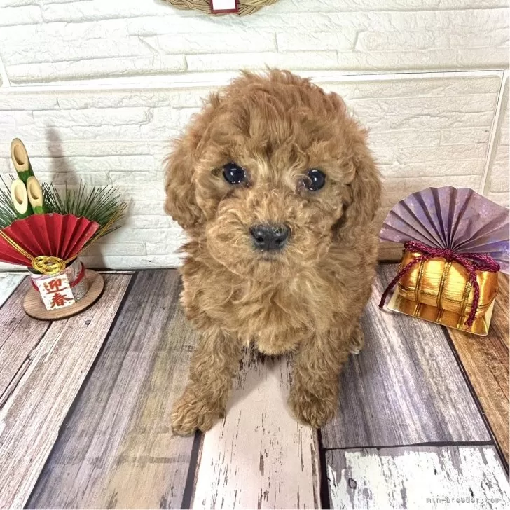 ID：2501-02283の子犬