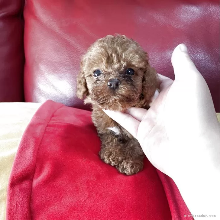 ID:2510-03529の子犬