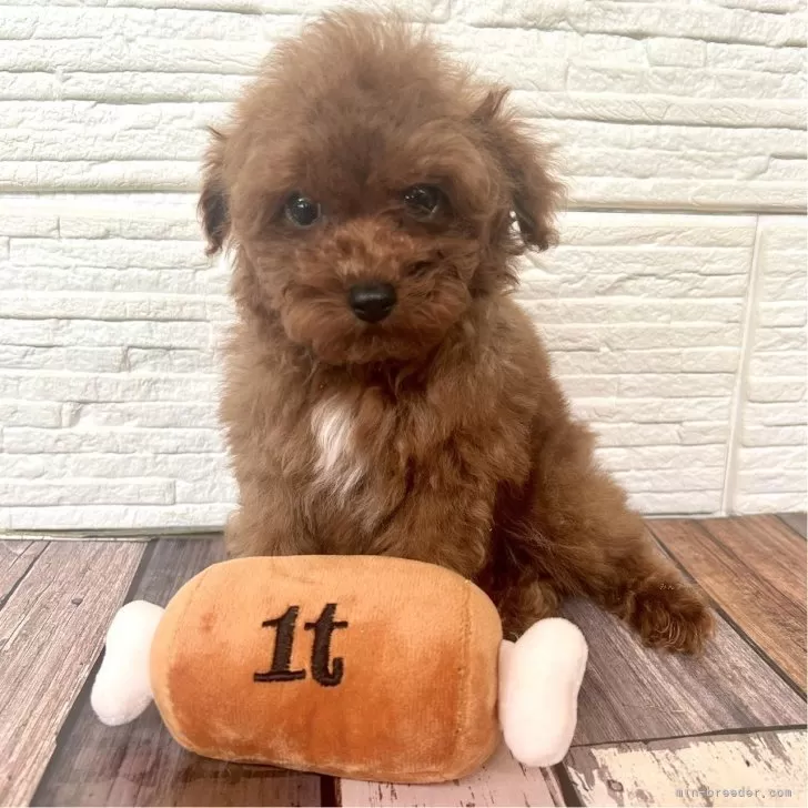 ID：2410-06335の子犬
