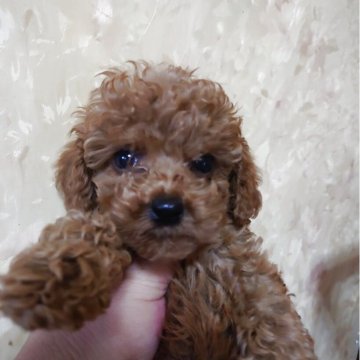 トイプードル(トイ)【愛媛県・男の子・2025年6月30日・レッド】の写真「目のパッチリした」