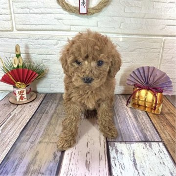 トイプードル(タイニー)【愛媛県・女の子・2024年11月17日・レッド】の写真「目のくりっとした」