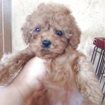 トイプードル(トイ)【愛媛県・女の子・2025年6月30日・レッド】の写真「おっとりした女の子」