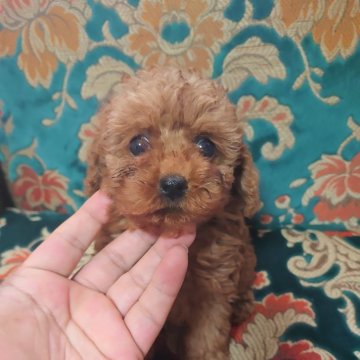 トイプードル(トイ)【愛媛県・女の子・2025年8月25日・レッド】の写真「目のくりっとした女の子」