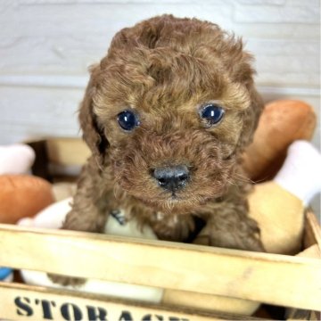 トイプードル(タイニー)【愛媛県・男の子・2024年10月31日・レッド】の写真「目のくりっとした」