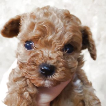 タイニープードル【愛媛県・男の子・2025年10月15日・レッド】の写真「おっとりした男の子」