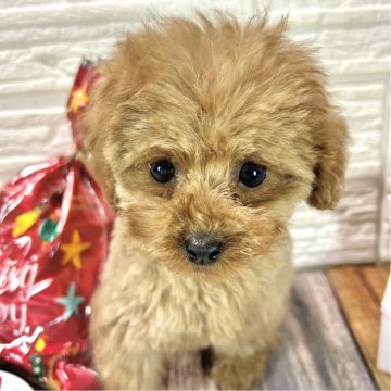 トイプードル(タイニー)【愛媛県・女の子・2024年10月31日・レッド】の写真「目のくりっとした」