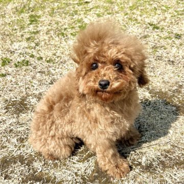 トイプードル(タイニー)【愛媛県・女の子・2024年10月22日・レッド】の写真「タイニー予想の女子🎵」