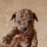 タイニープードル