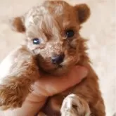 ティーカッププードル