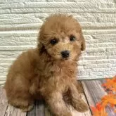 トイプードル(トイ)